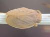 Agalmatium sp.